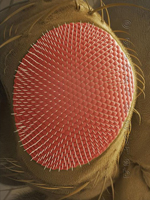 eye