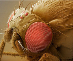 fruit fly