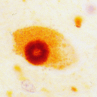 research image